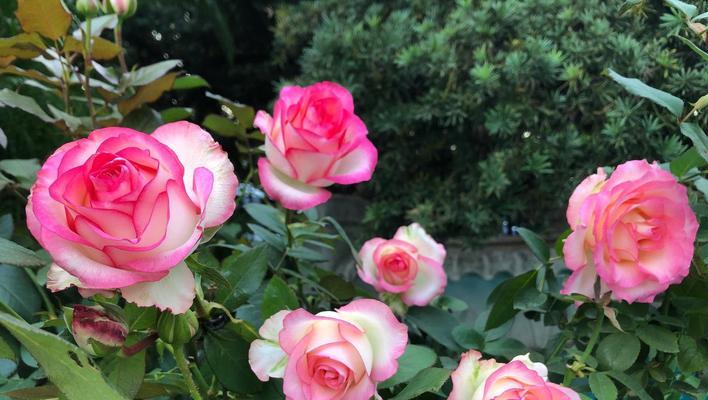 小兔子月季的优缺点是什么？如何克服其生长问题？