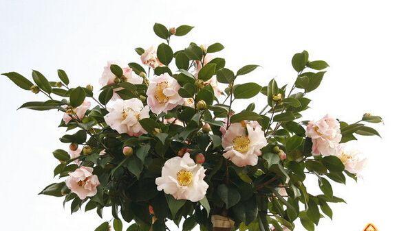 思念朋友，以百合花语传递情谊（百合花语）