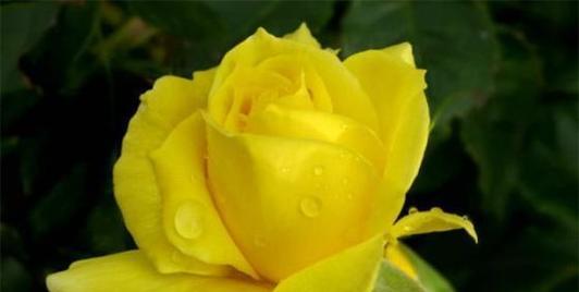 思念朋友，以百合花语传递情谊（百合花语）