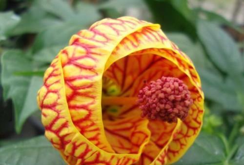 生命凋零（悼念、寄托与转变）