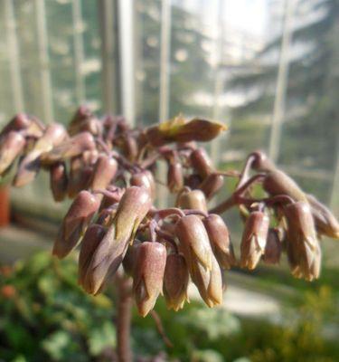 生命凋零（悼念、寄托与转变）