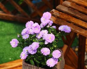 翠菊盆栽种植数量指南:一盆种几颗最合适? 翠菊盆栽种植数量指南:一盆种几颗最合适?