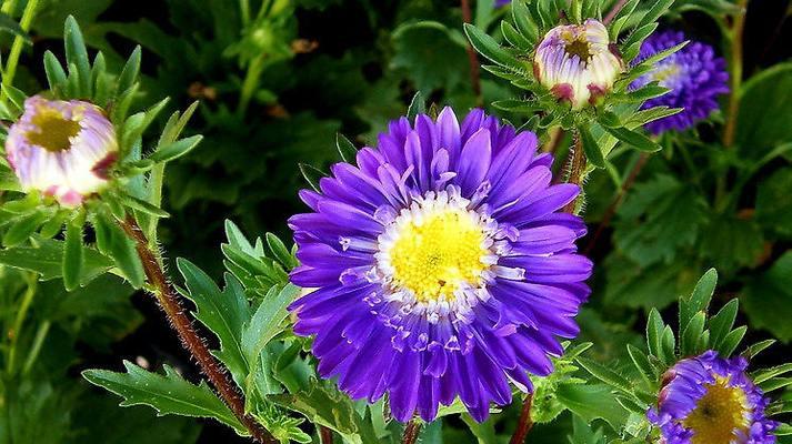 翠菊盆栽种植数量指南:一盆种几颗最合适? 翠菊盆栽种植数量指南:一盆种几颗最合适?