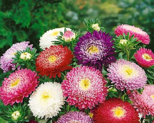 翠菊盆栽种植数量指南:一盆种几颗最合适? 翠菊盆栽种植数量指南:一盆种几颗最合适?