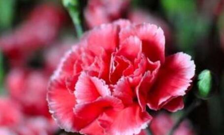 康乃馨花语的深层含义（揭秘康乃馨的花语及其象征意义）