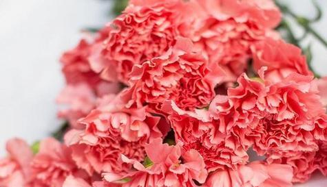 康乃馨花语的深层含义（揭秘康乃馨的花语及其象征意义）