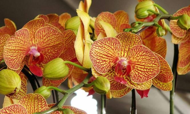 蝴蝶兰花期持续多久?如何延长花期? 蝴蝶兰花期持续多久?如何延长花期?