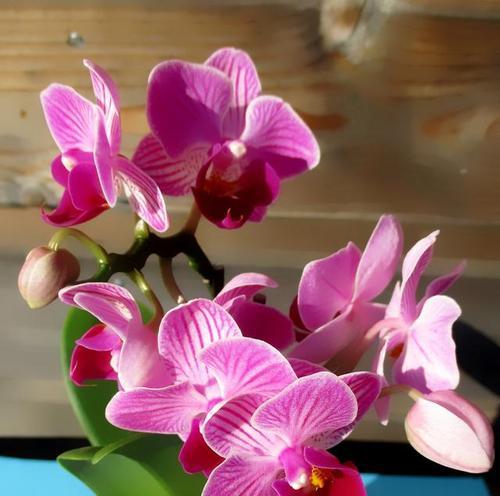 蝴蝶兰花期持续多久?如何延长花期? 蝴蝶兰花期持续多久?如何延长花期?