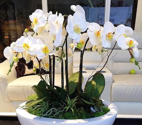 蝴蝶兰花期持续多久？如何延长花期？