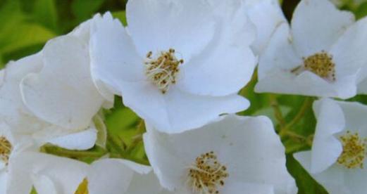 白色花的象征意义与特点(从纯洁到神秘) 白色花的象征意义与特点(从纯洁到神秘)