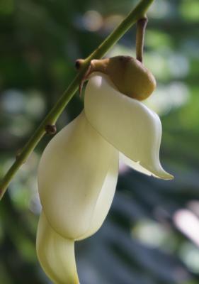 白色花的象征意义与特点(从纯洁到神秘) 白色花的象征意义与特点(从纯洁到神秘)