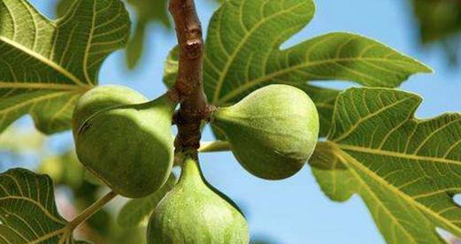 无花果是喜阴植物还是喜阳光植物?种植无花果的光照需求解析? 无花果是喜阴植物还是喜阳光植物?种植无花果的光照需求解析?