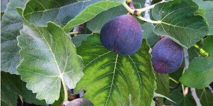 无花果是喜阴植物还是喜阳光植物?种植无花果的光照需求解析? 无花果是喜阴植物还是喜阳光植物?种植无花果的光照需求解析?