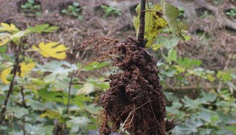 无花果是喜阴植物还是喜阳光植物?种植无花果的光照需求解析? 无花果是喜阴植物还是喜阳光植物?种植无花果的光照需求解析?