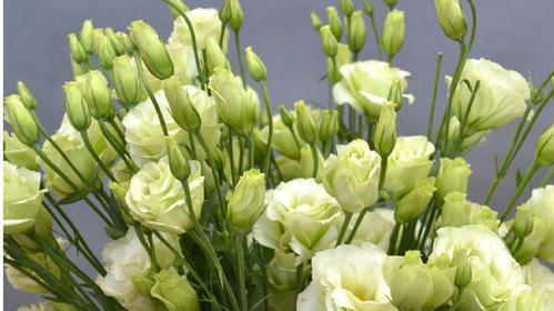 缤纷花语（以不同颜色洋桔梗的花语展示自然的奇迹）