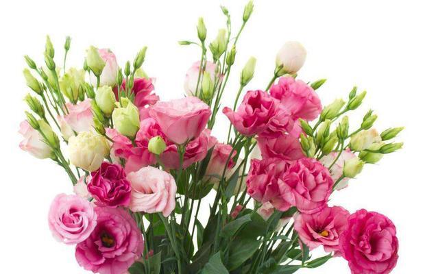 以不同颜色洋桔梗的花语展示自然的奇迹 缤纷花语