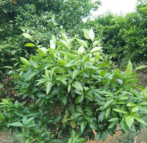 柑橘生长习性有哪些？如何选择适宜的生长环境条件？