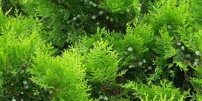 侧柏花语与寓意（侧柏花语的美丽含义及文化底蕴）