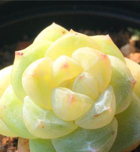 冰玉多肉好养吗？养殖方法和养护要点是什么？