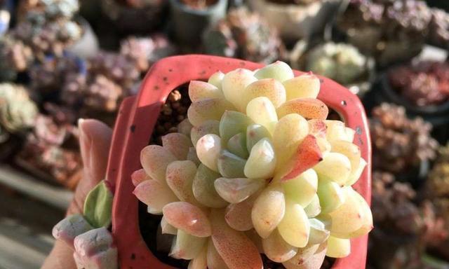 冰玉多肉好养吗？养殖方法和养护要点是什么？