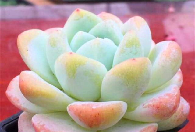 冰玉多肉好养吗？养殖方法和养护要点是什么？