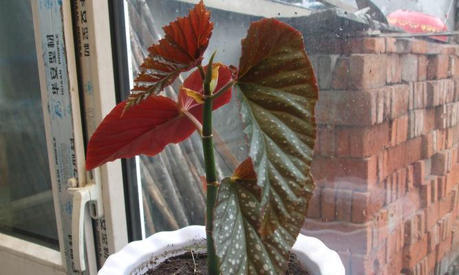 银星海棠，开启希望之花（唤醒心中的美丽与希望）