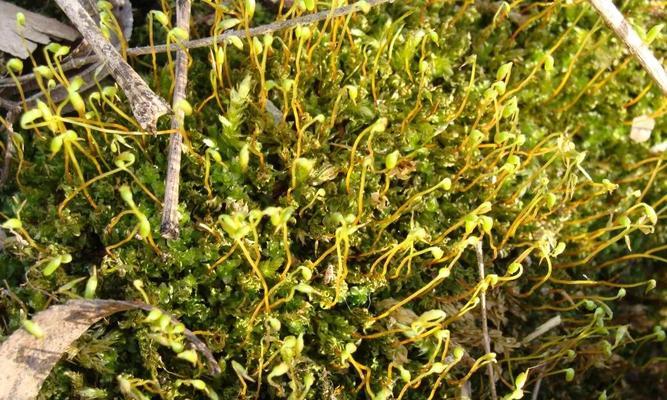 水绵属于哪个植物类别？它属于哪个科的植物？