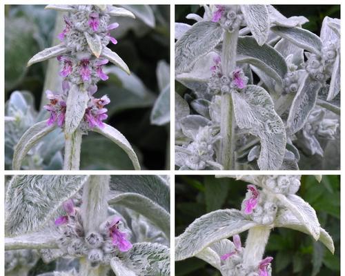 水绵属于哪个植物类别？它属于哪个科的植物？