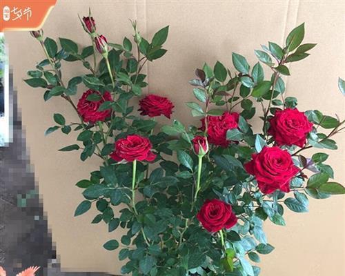 玫瑰花的意义与象征（探寻玫瑰花的深层内涵）