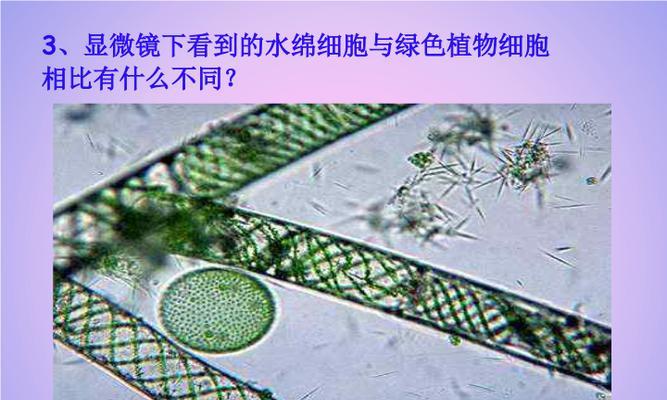 水绵属于哪个植物类别？它属于哪个科的植物？