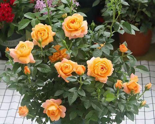 玫瑰花的意义与象征（探寻玫瑰花的深层内涵）