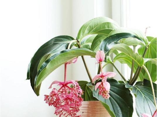 《雁来红花语与传说》（神秘而娇美的雁来红之谜）