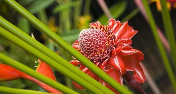 《雁来红花语与传说》（神秘而娇美的雁来红之谜）