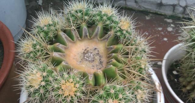 仙人球冬季养护技巧?如何确保安全越冬?