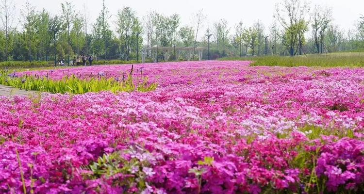 《雁来红花语与传说》（神秘而娇美的雁来红之谜）