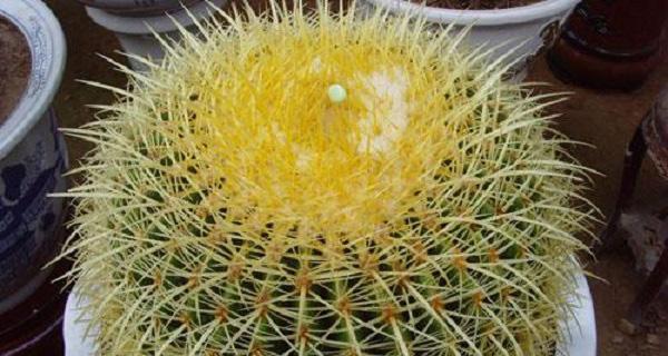 仙人球冬季养护技巧？如何确保安全越冬？