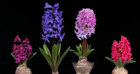 风信子的花语(呼唤春天的清香与柔美) 风信子的花语(呼唤春天的清香与柔美)