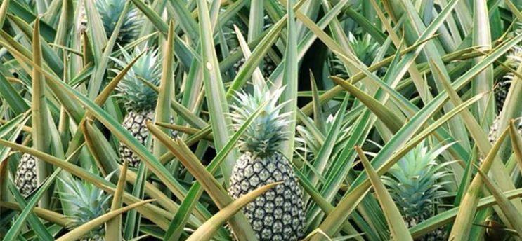 如何判断菠萝是否成熟？简单技巧告诉你！