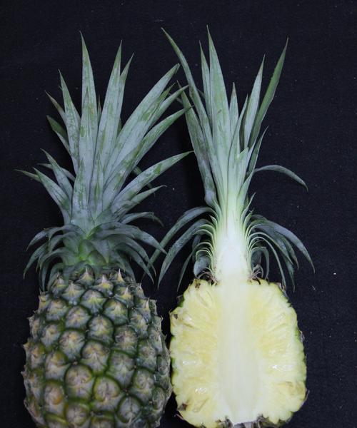 如何判断菠萝是否成熟？简单技巧告诉你！