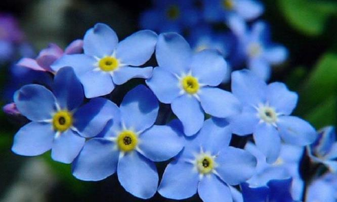 以勿忘我的花语，让爱长久（忘记他人的花语）