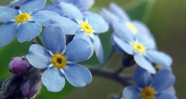 以勿忘我的花语，让爱长久（忘记他人的花语）