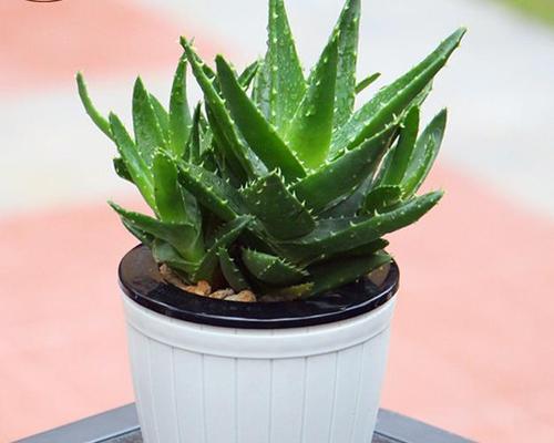 芦荟可以用茶水浇吗？这样做对植物有什么影响？