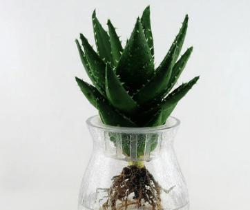 芦荟可以用茶水浇吗？这样做对植物有什么影响？