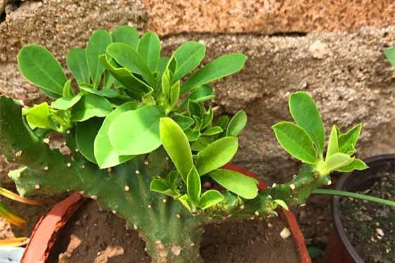 麒麟掌之花语与寓意（探寻麒麟掌的花语及其象征意义）