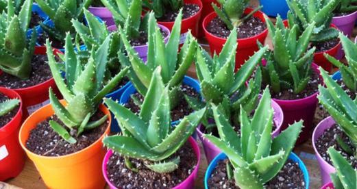 芦荟可以用茶水浇吗？这样做对植物有什么影响？