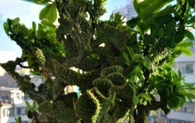 麒麟掌之花语与寓意（探寻麒麟掌的花语及其象征意义）