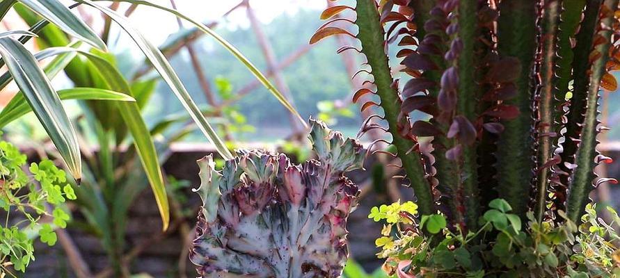 麒麟掌之花语与寓意（探寻麒麟掌的花语及其象征意义）