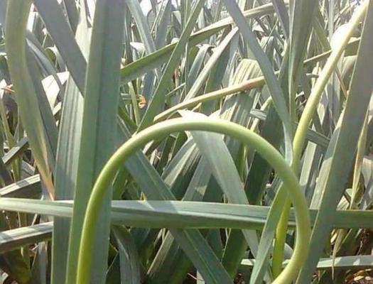 大蒜几月份收获？最佳收获时间是什么时候？