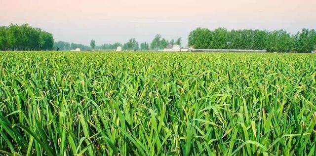 大蒜几月份收获？最佳收获时间是什么时候？