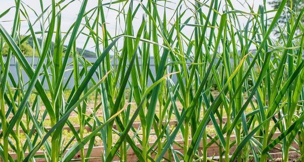 大蒜几月份收获？最佳收获时间是什么时候？